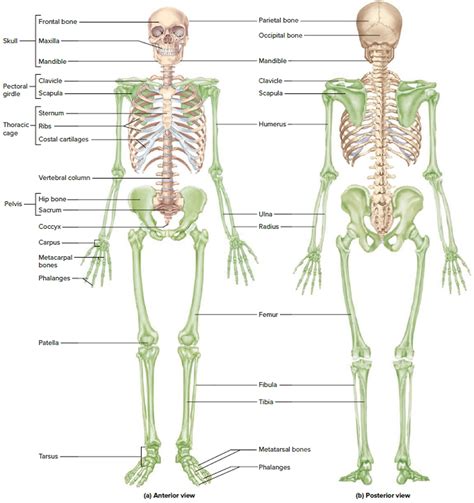 human skeletal system diagram labeled 